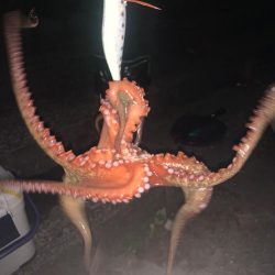 釣れるだろう！