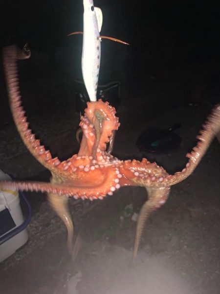 釣れるだろう！