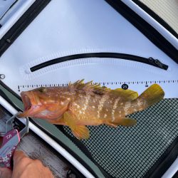 根魚狙いの飲ませ釣り