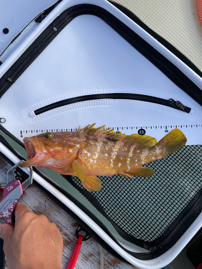 根魚狙いの飲ませ釣り