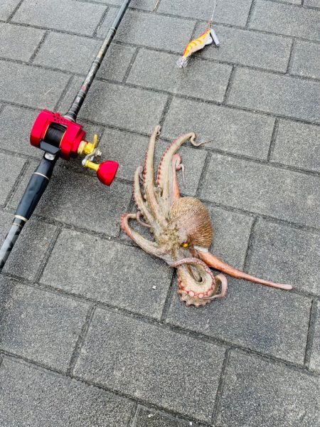 南港タコ釣り