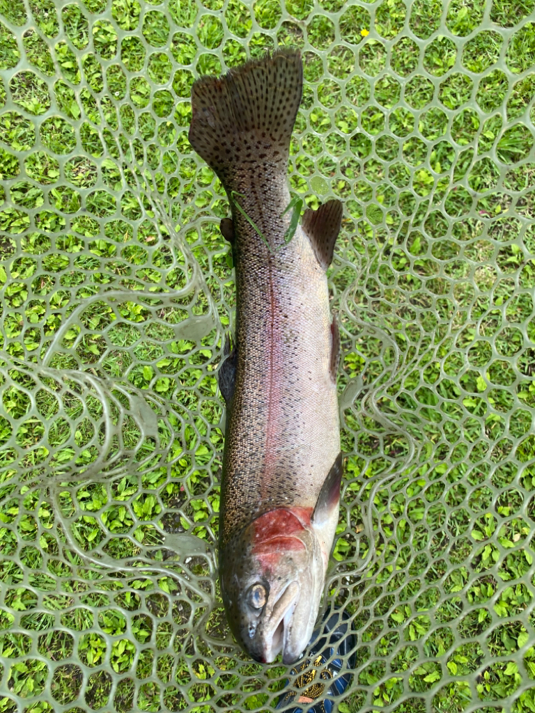 エリアトラウト