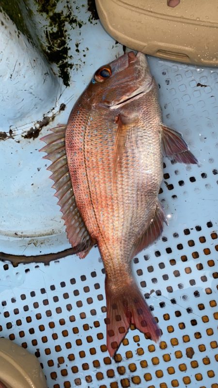 パターン読めず(＞＜)