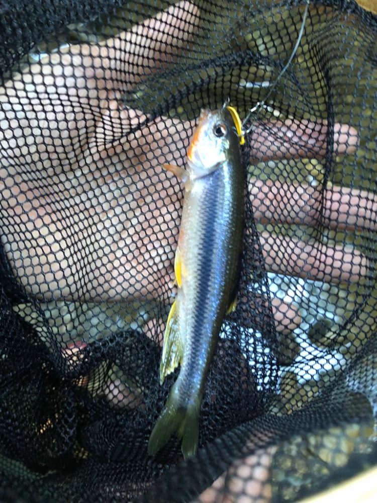 チャビング流行らせ隊