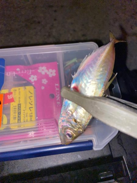 強風下のアジング