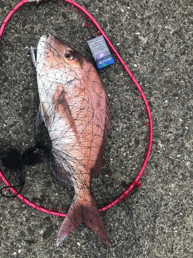 マダイが釣れたよ。