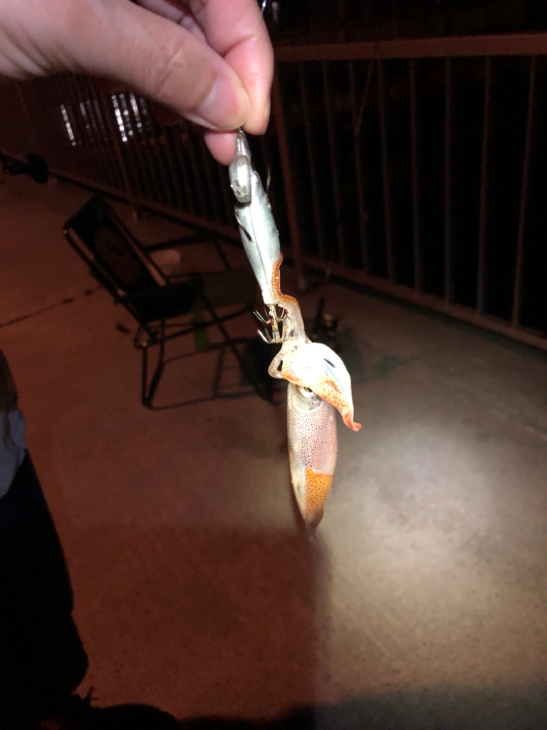 【ベイカ探し】岡山遠征