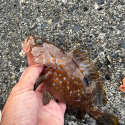 アコウ、ガシラのライトロック