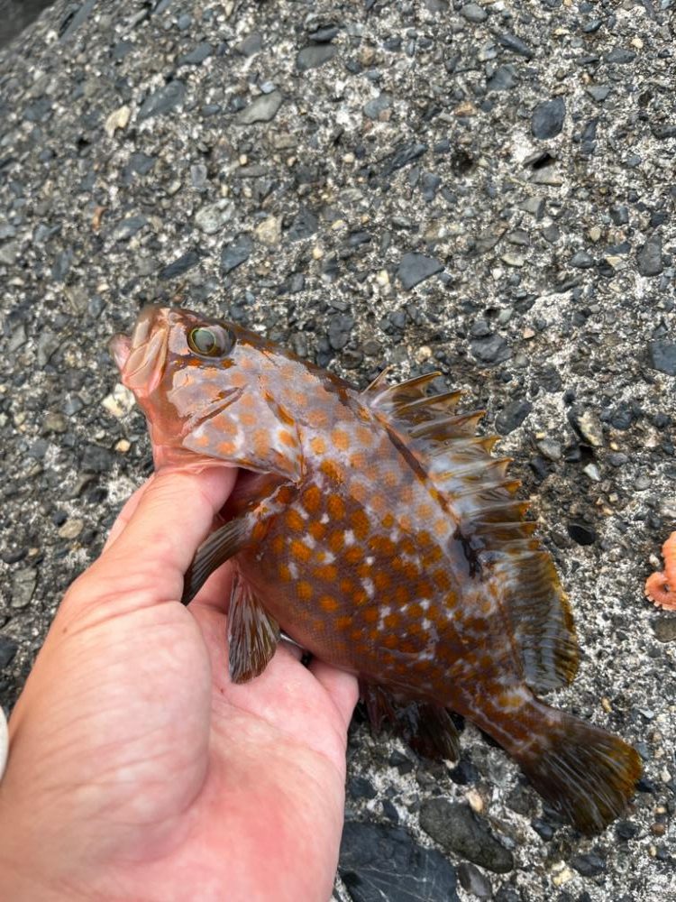 アコウ、ガシラのライトロック