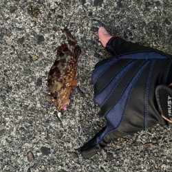 友達とガシリング