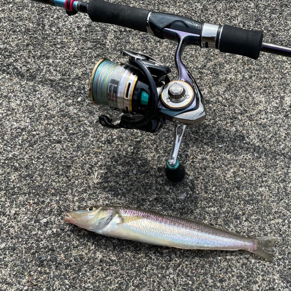 エギロッドでキスちょい投げ