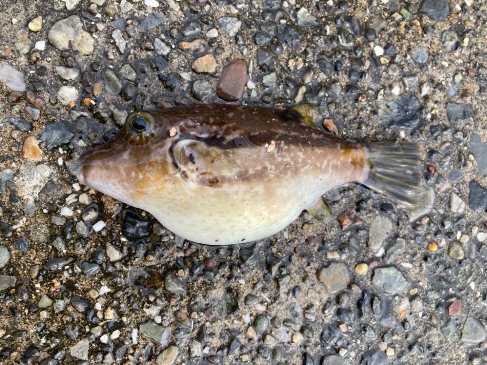 底魚釣れない！