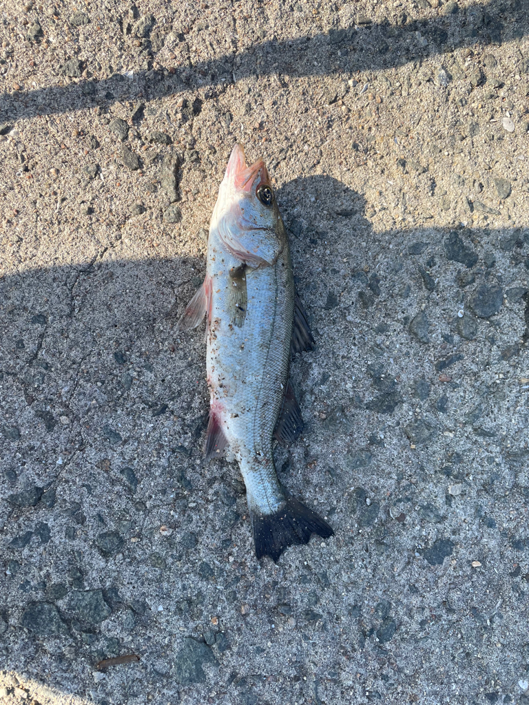 キスとシーバス