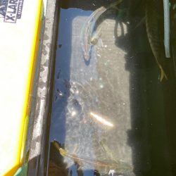 鬼アジを求めて