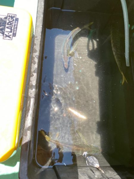 鬼アジを求めて