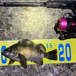 梅雨の戻りメバリング