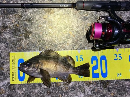 梅雨の戻りメバリング