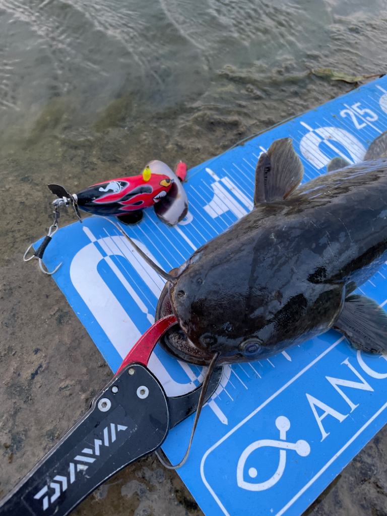 夕方にサイトナマズ