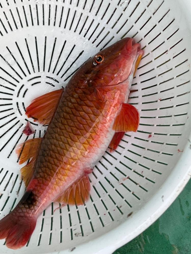 舘山沖、イサキ五目