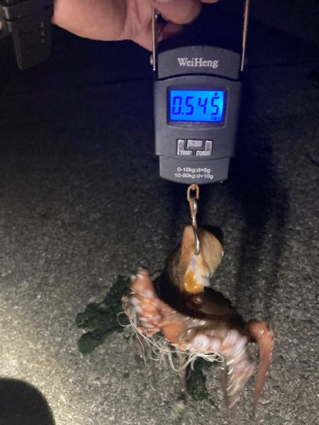 【タコング】夕まずめの恩恵？