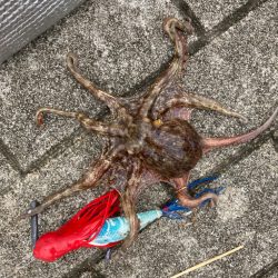 ⭐︎好調阪神にあやかり