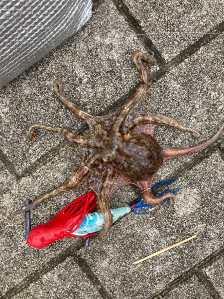 ⭐︎好調阪神にあやかり