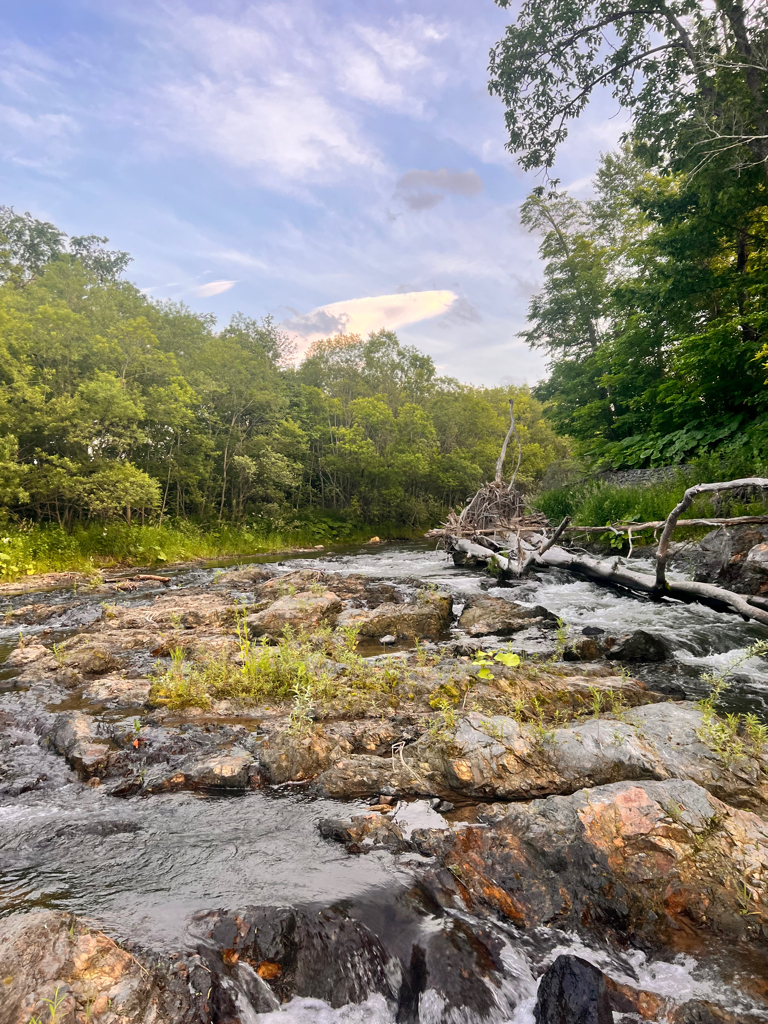 渓流釣行　午後の部