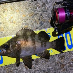 梅雨が明けてもメバリング