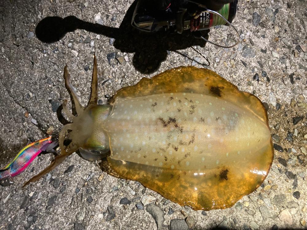 春イカを狙い撃ち!