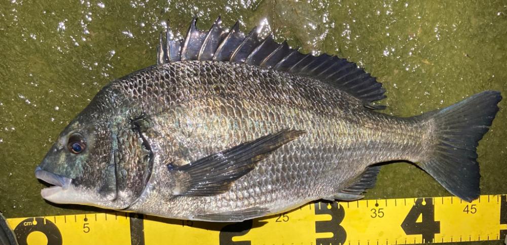 ナイトチニング