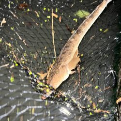 まさかのマゴチ！！