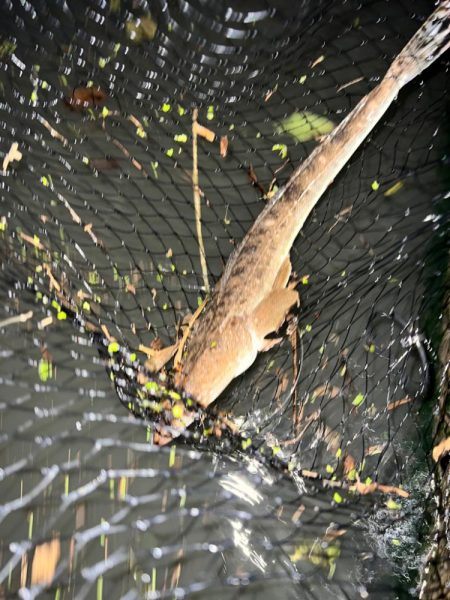 まさかのマゴチ！！