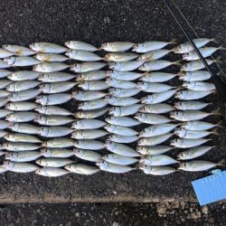 釣れはするが…