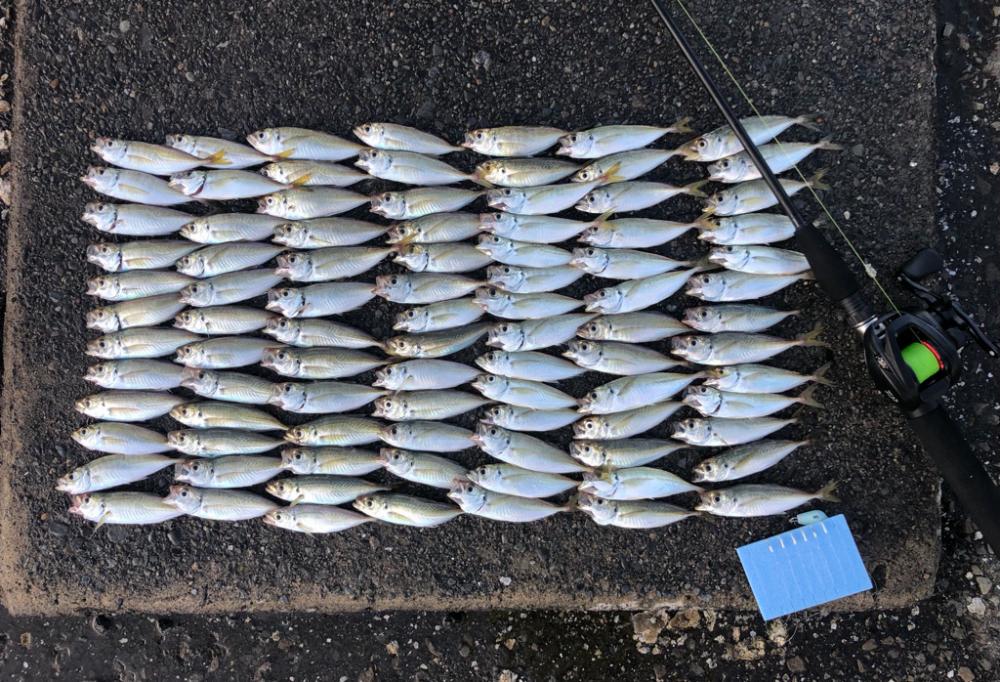 東条海岸で釣れたアジの釣り・釣果情報 - アングラーズ