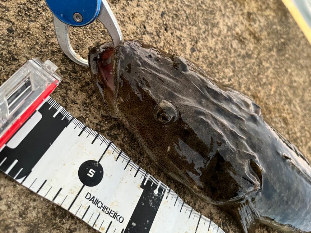 久々なのです。