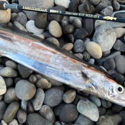 フリフリシャッド万能すぎ！