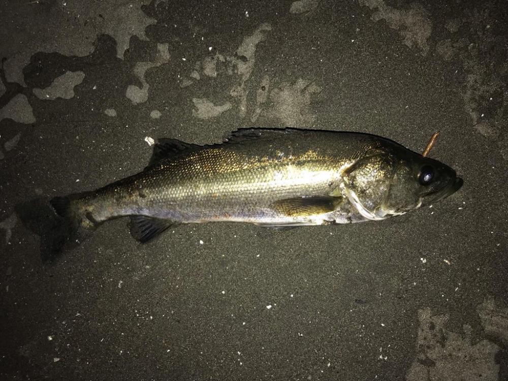 ハゼクラにチヌが