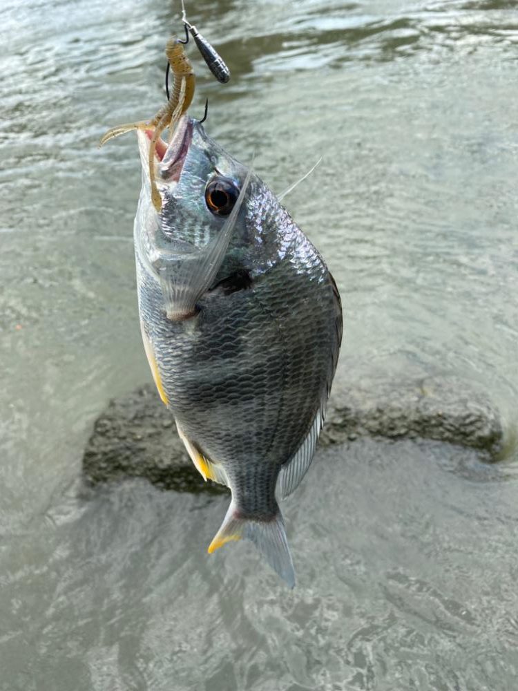 チニング チニング チニング