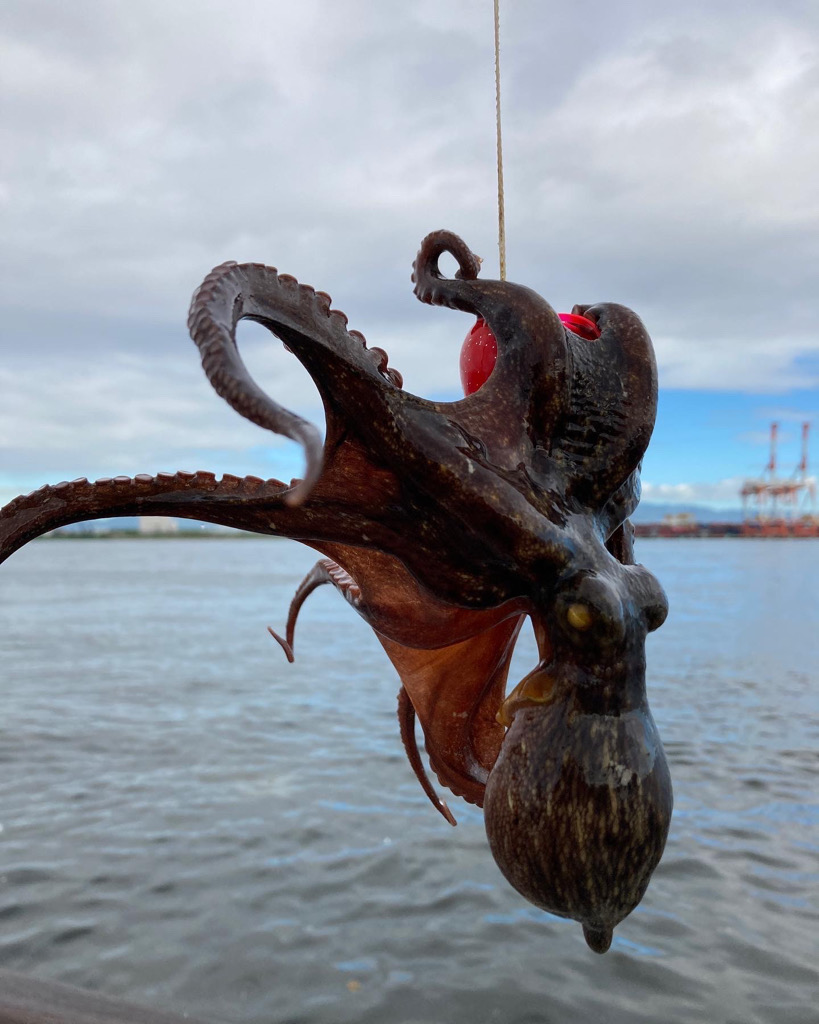 湾奥コスモ蛸事情。何とか6杯。。