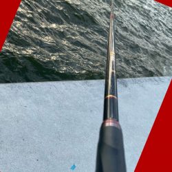 夕まずめ狙い　シラサエビ撒き釣り　にて