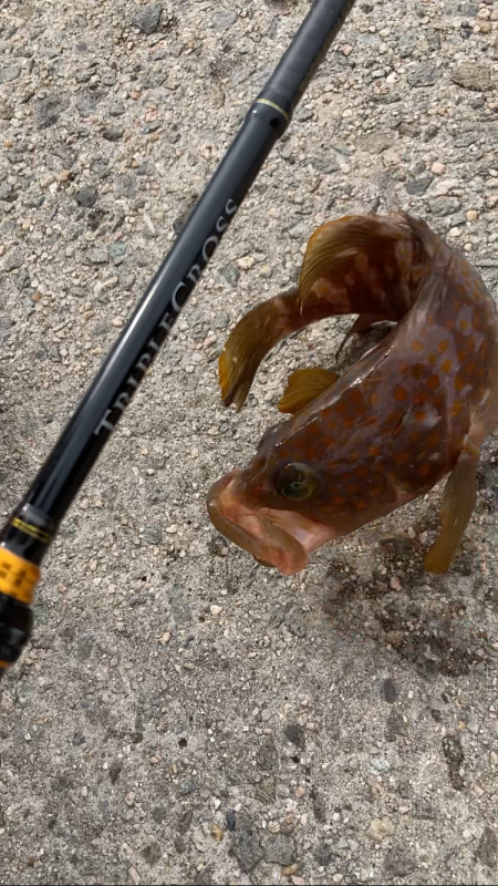 境港でライトロック！