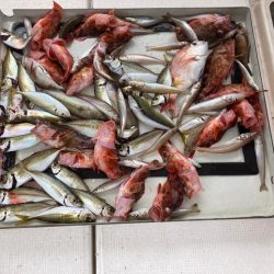 オフショア五目およびキス狙い