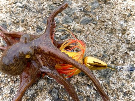 ラバだまを落とすだけでタコが釣れるにゃー！