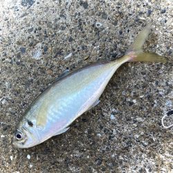 マキマキ＋ジグサビキで美味しいアジゲットにゃ！