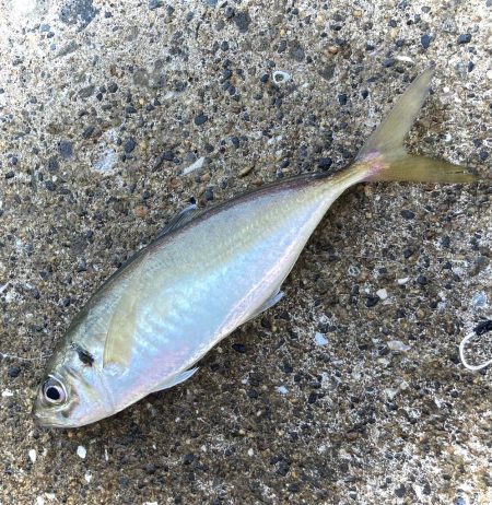 マキマキ＋ジグサビキで美味しいアジゲットにゃ！