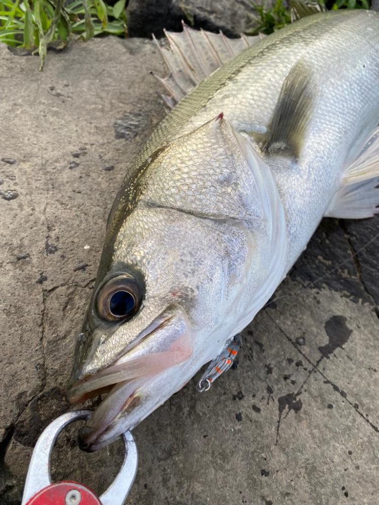 リバーシーバス