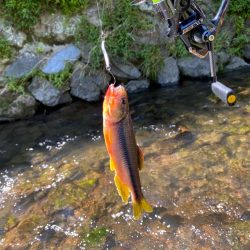 小川でカワムツ釣り
