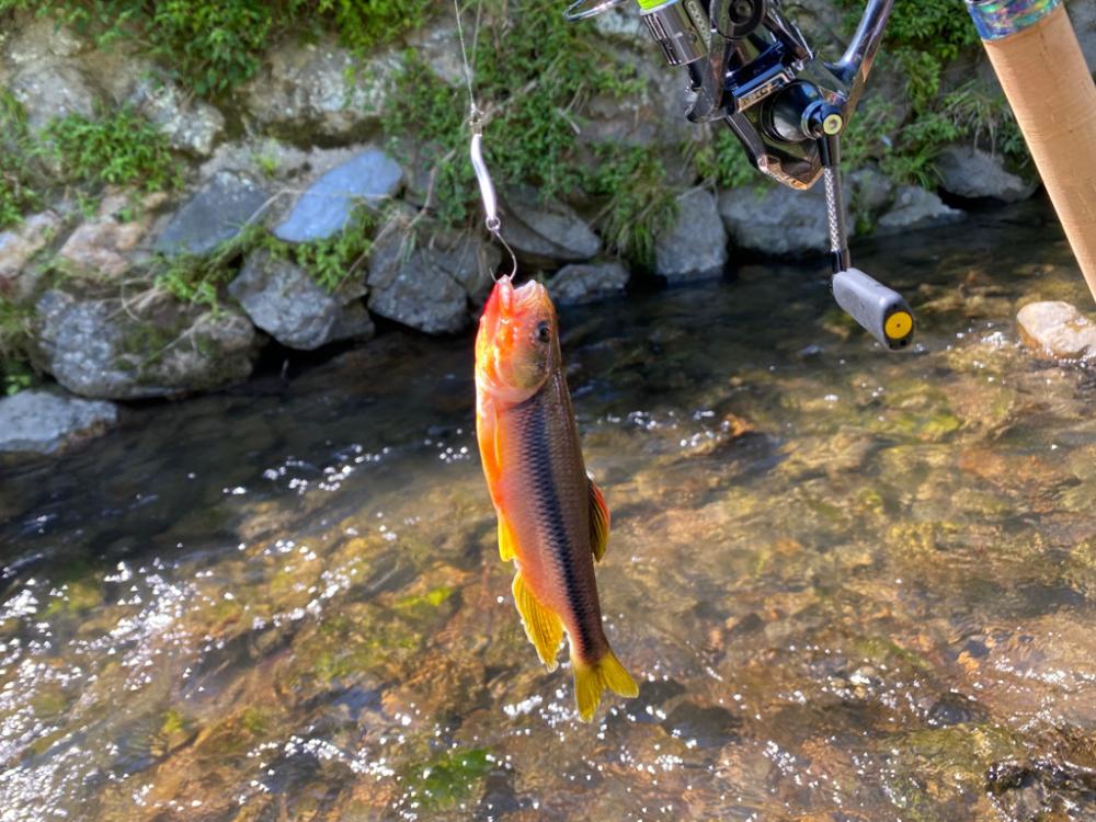 小川でカワムツ釣り