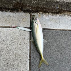 久々のジグサビキ