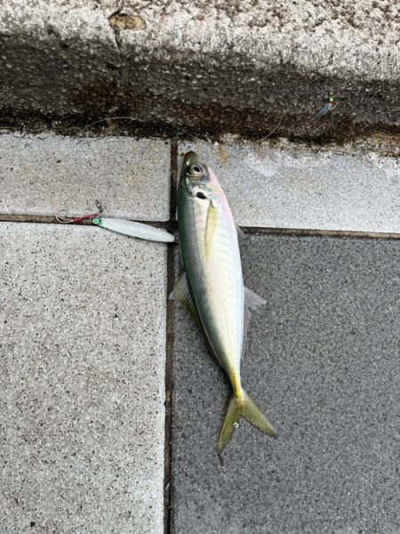 久々のジグサビキ